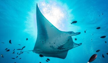 a new treaty to protect our oceans