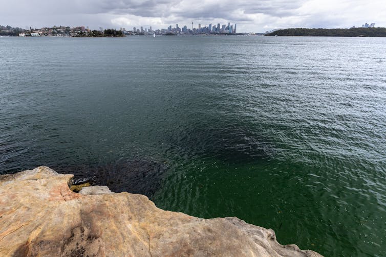 murky water Sydney harbour after shark attack.