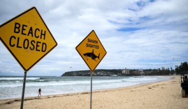 Bull sharks are spending longer in Sydney Harbour and other summer grounds. Here’s how you can stay safe