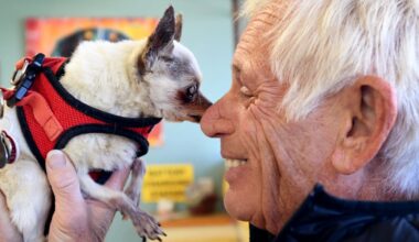 Dogs can need more than kibble, walks and love − consider the escalating expenses of their medical care before you adopt