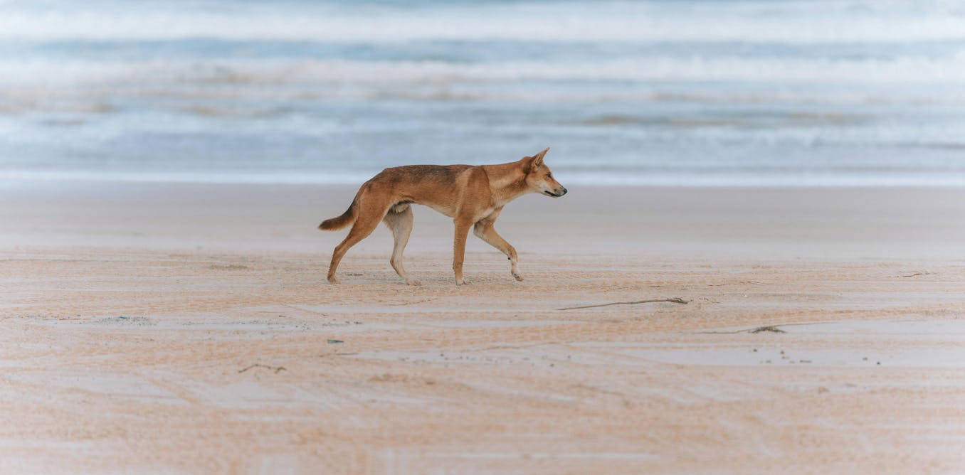 Will killing dingoes on K’gari make visitors safer? We think it’s unlikely