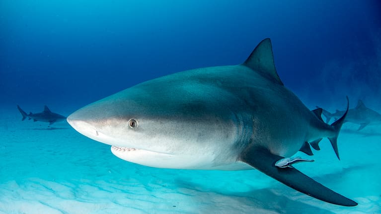 File image: Bull shark.