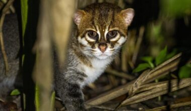 Flat-Headed Cats Seen In Thailand For The First Time In 30 Years