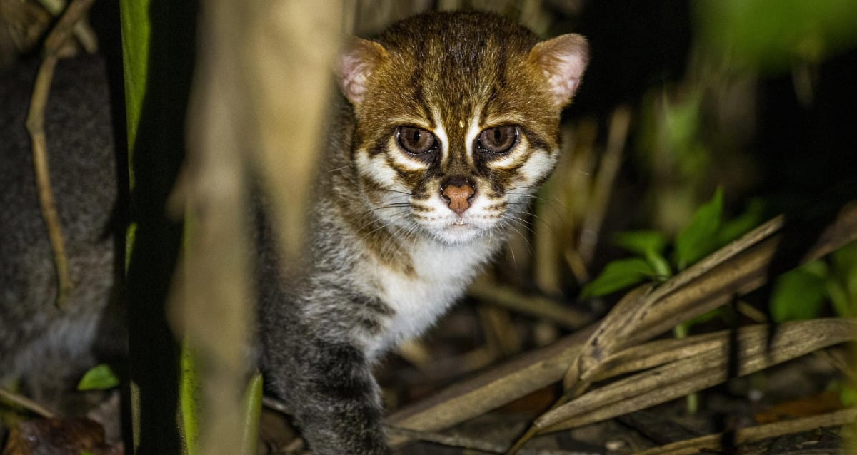 Flat-Headed Cats Seen In Thailand For The First Time In 30 Years