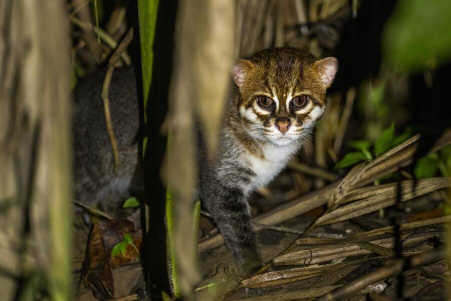 Thailand Flat-Headed Cats