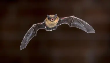 Bats use a hidden sound map to fly through darkness, new study reveals