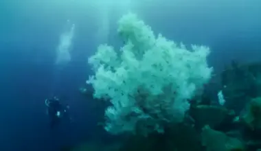 Black coral colony discovered off New Zealand among largest on record