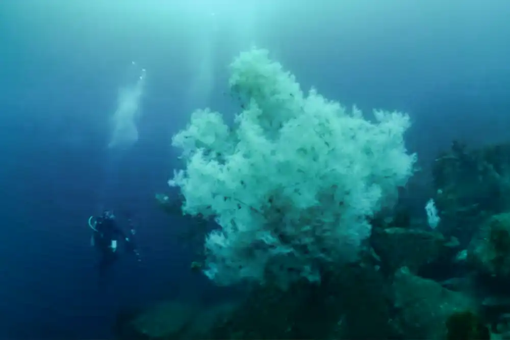 Black coral colony discovered off New Zealand among largest on record