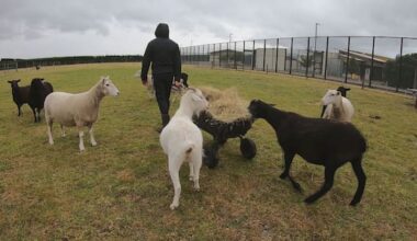 Small farm helps young offenders learn practical skills