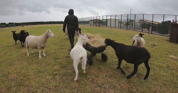 Small farm helps young offenders learn practical skills