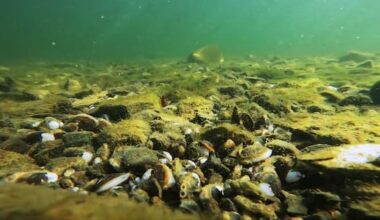 The invasive species that produce 70,000 offspring a year – each