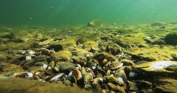 The invasive species that produce 70,000 offspring a year – each