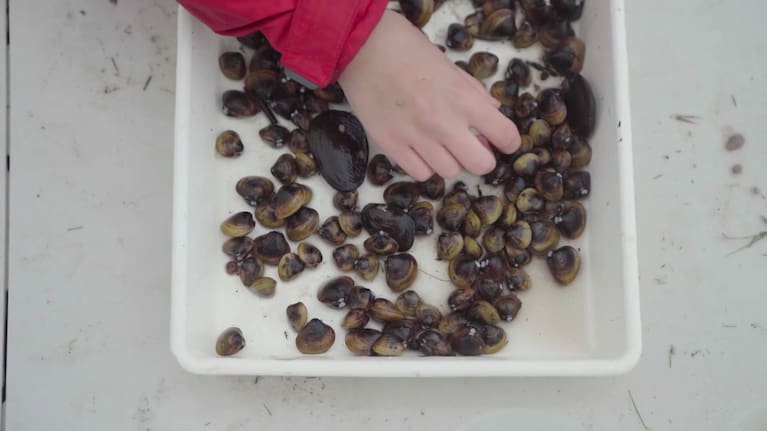 The clams can produce a huge number of offspring.