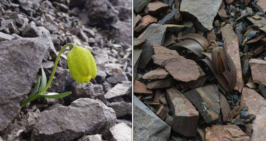 This Medicinal Plant Evolved To Stay Hidden From Humans