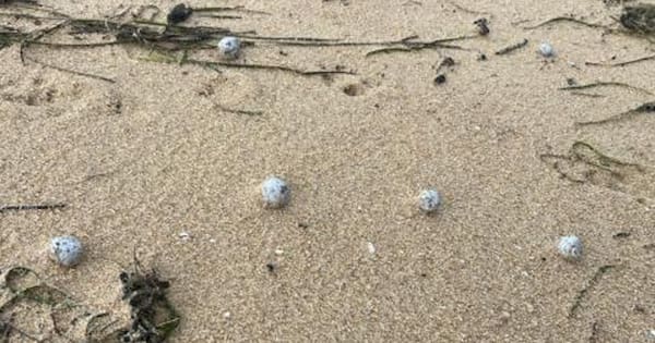 Beach 'poo balls' in NSW prompt $3.5b sewage network overhaul