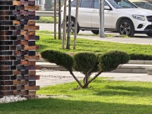 Daylight, telephoto cameras, 10x: Honor Magic8 Pro - 230mm, f/2.6, ISO 50, 1/110s (4080x3072px) - Honor Magic8 Pro vs. Oppo Find X9 Pro vs. vivo X300 Pro