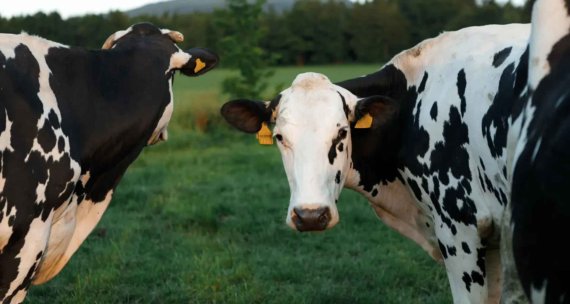 A once-in-a-generation discovery is transforming dairy farming