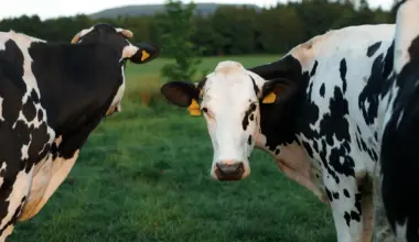 A once-in-a-generation discovery is transforming dairy farming