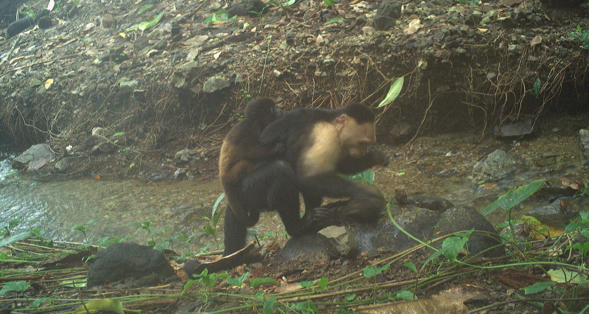 5 unexpected animal behaviors we learned about in 2025