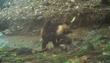 5 unexpected animal behaviors we learned about in 2025