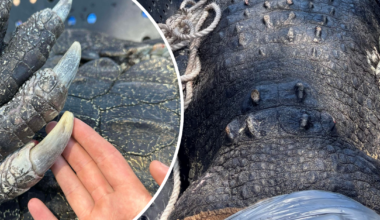 Massive 4.9-metre crocodile found near popular swimming spot in the NT
