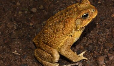 One of Aussie outback's last strongholds against cane toads to fall in next 15 years