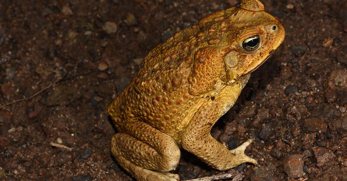 One of Aussie outback's last strongholds against cane toads to fall in next 15 years