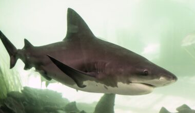Why are bull sharks dangerous in current conditions, explained
