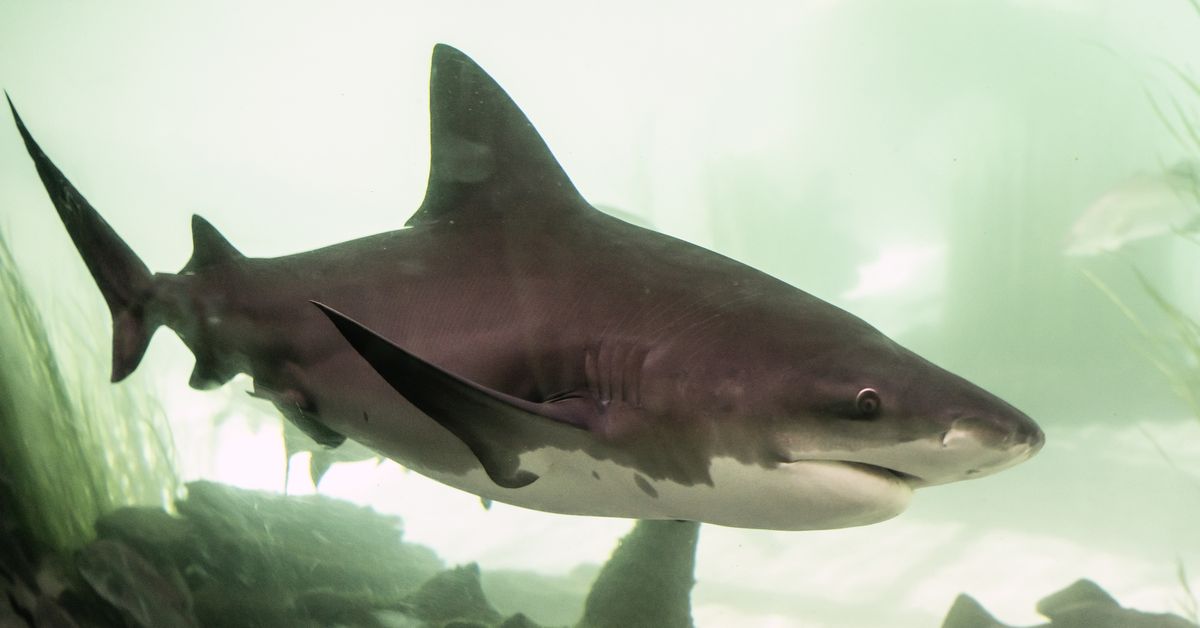 Why are bull sharks dangerous in current conditions, explained