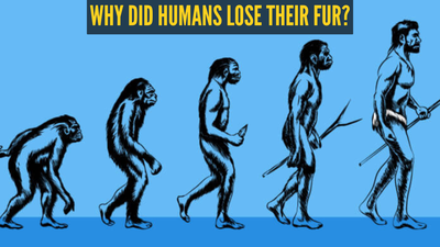Humans broke one of evolution’s basic rules by losing fur — and survived