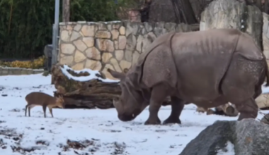 22kg deer butts heads with 2,000kg rhino at Polish zoo. See who won