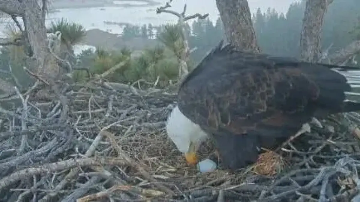Eagles Jackie and Shadow Lay First Egg of the Season