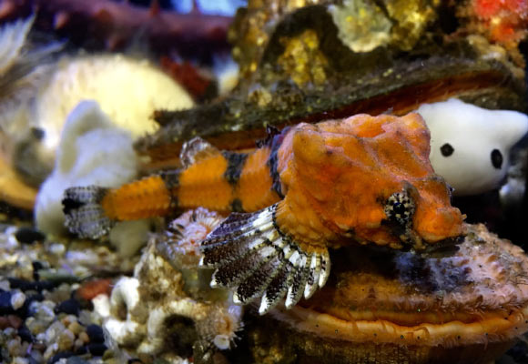 The rockhead poacher (Bothragonus swanii) in Oregon Coast Aquarium. Image credit: Rhinopias / CC BY-SA 4.0.