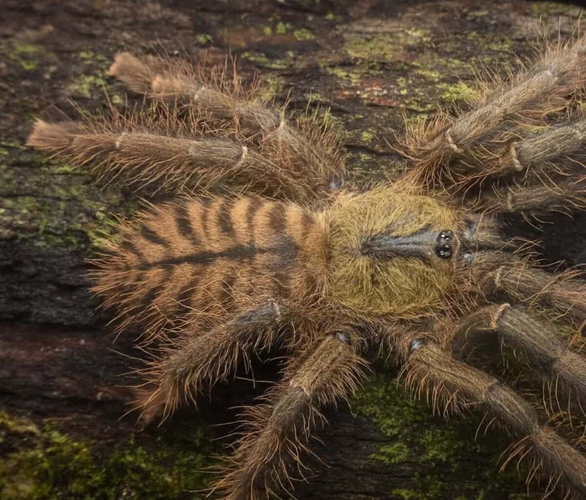 immense tiger tarantula