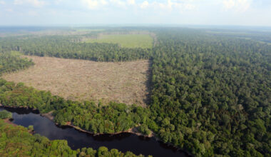 Indonesia says 4 million hectares of plantation, mining lands reclaimed in crackdown