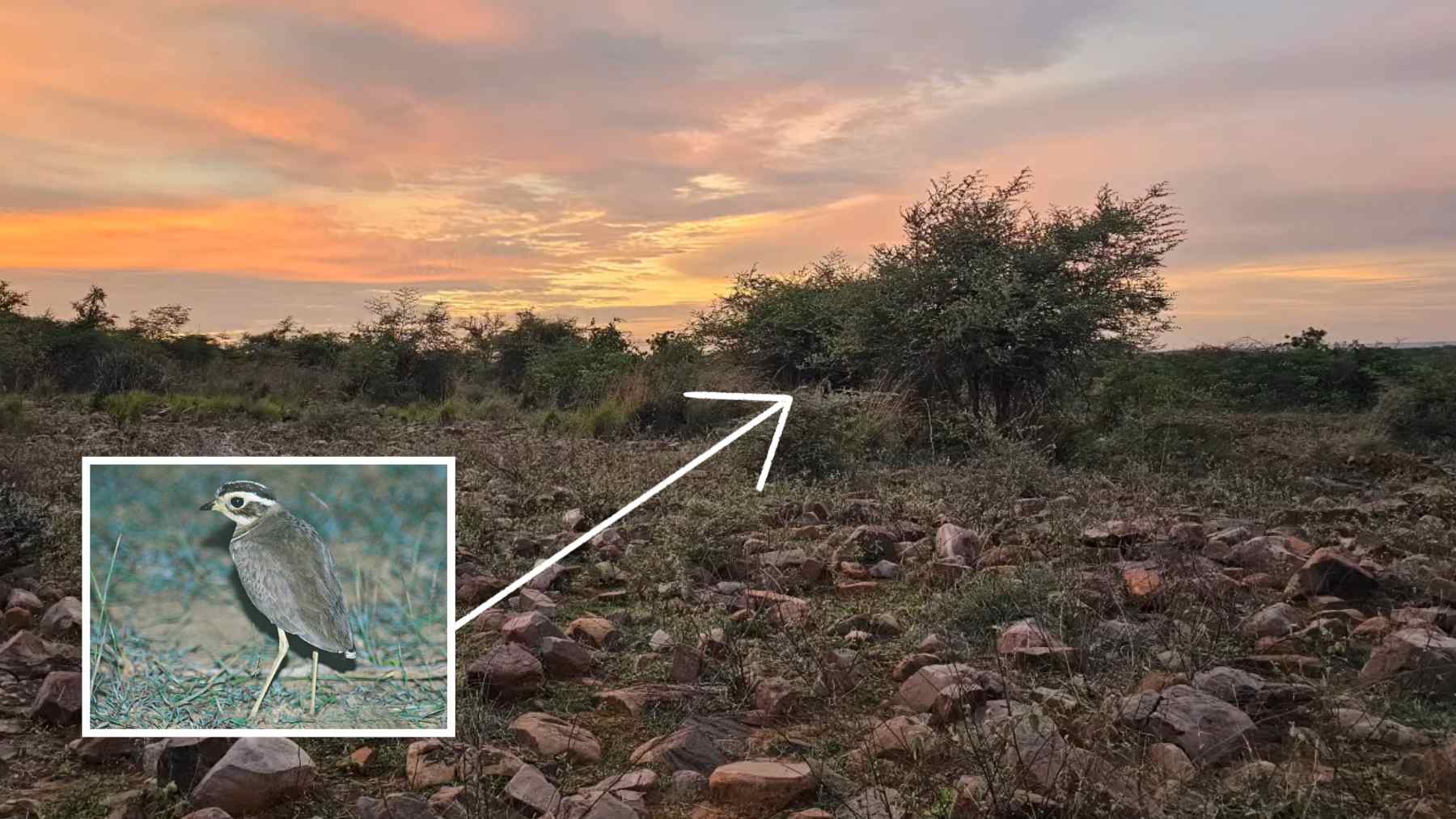 Scrubland at dusk in Andhra Pradesh where Jerdon’s courser was recorded, with inset of the critically endangered bird.