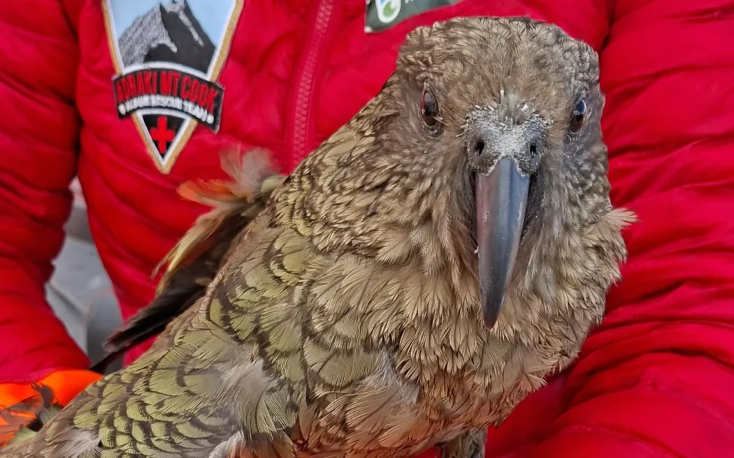 Kea 'unimpressed' at being trapped in water tank