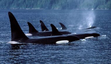 Killer Whales Seen Engaging in 'Very Unique' Belly Rub Behavior