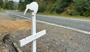 Drivers urged to take care as Northland's kiwi population soars