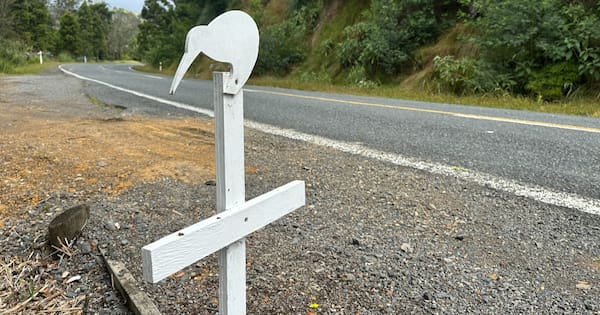 Drivers urged to take care as Northland's kiwi population soars