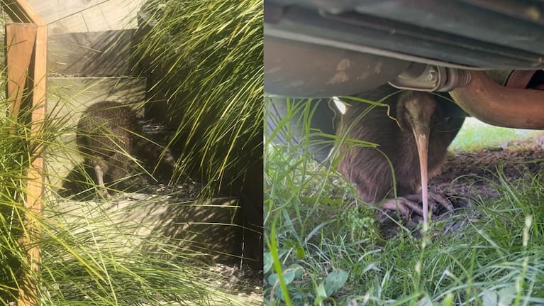 Left: A kiwi traversing a set of stairs at Russell's Tapeka Point. Right: A kiwi under a car on Lanes Rd in Russell.