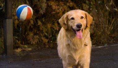 Air Bud's Title Came About Because A Gorilla Movie Had Used The Director's First Choice