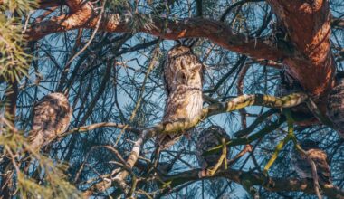 long-eared owl