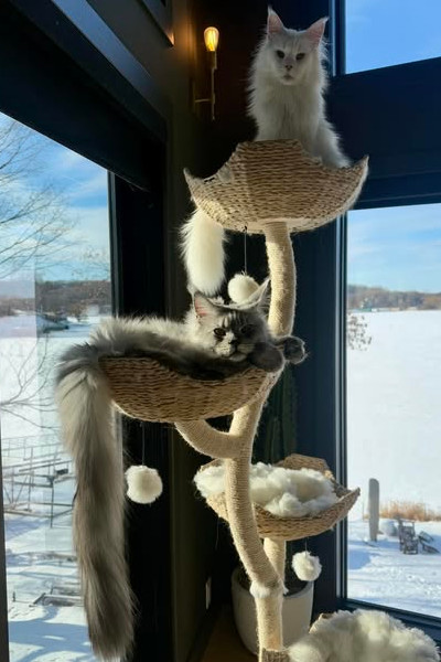 Pugsley on a cat tree with his tail hanging down