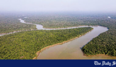 Bengal tiger trapped in Sundarbans; rescue operation underway