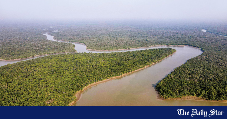 Bengal tiger trapped in Sundarbans; rescue operation underway