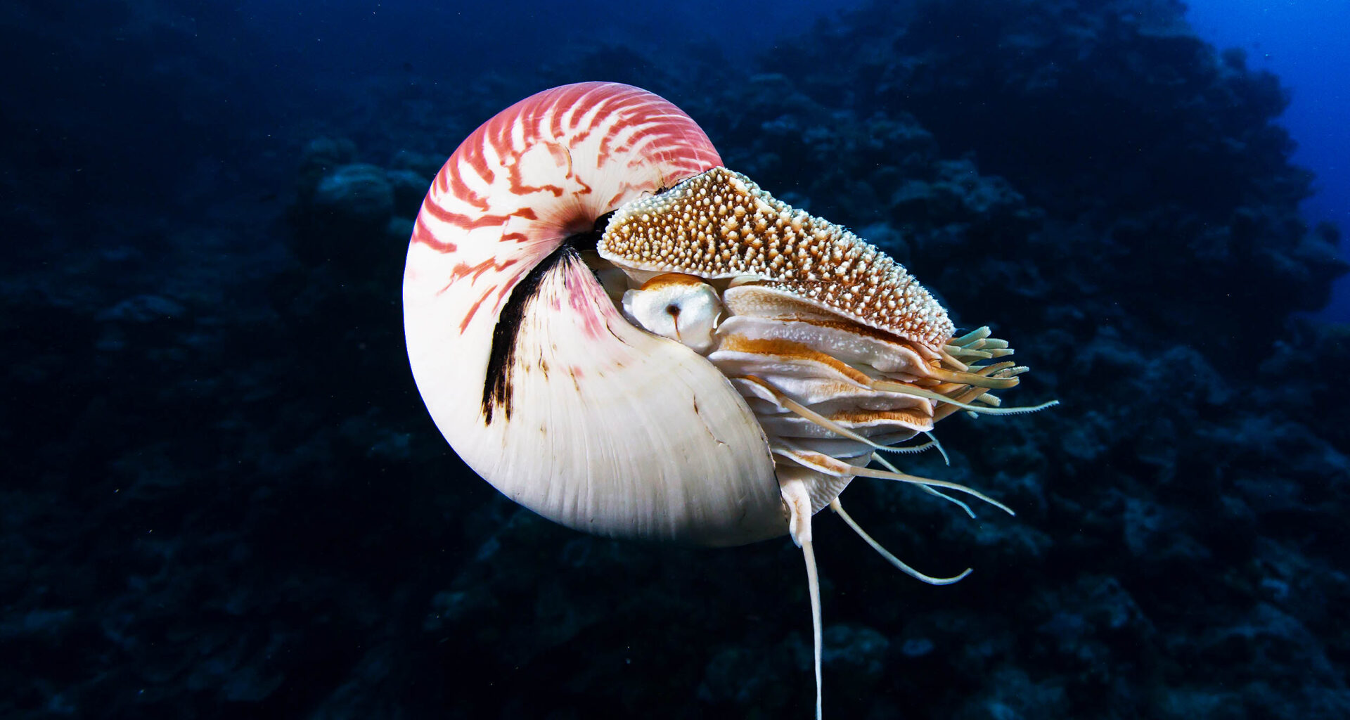 Coastlines can trap species and cause extinction as oceans warm