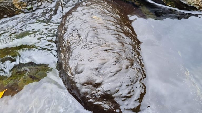 Mat-forming cyanobacteria are naturally occurring bacteria that grow on the beds of rivers and streams.