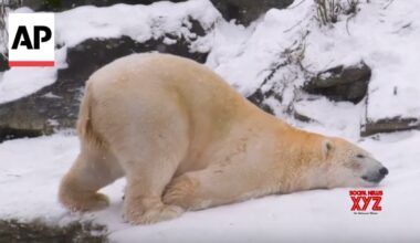 Animals at Germany and Hungary zoo roll around and enjoy the snow (Video)