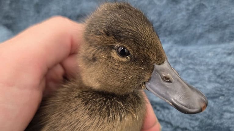 Merekara the rare brown teal/pāteke.